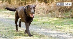 Recognizing Arthritis in Dogs