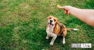 Feeding a dog a treat