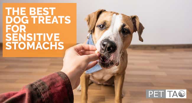 Dog treats for sensitive stomachs