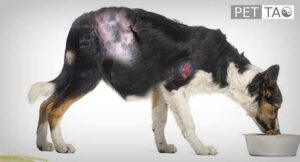 Dog with Cushing's Disease