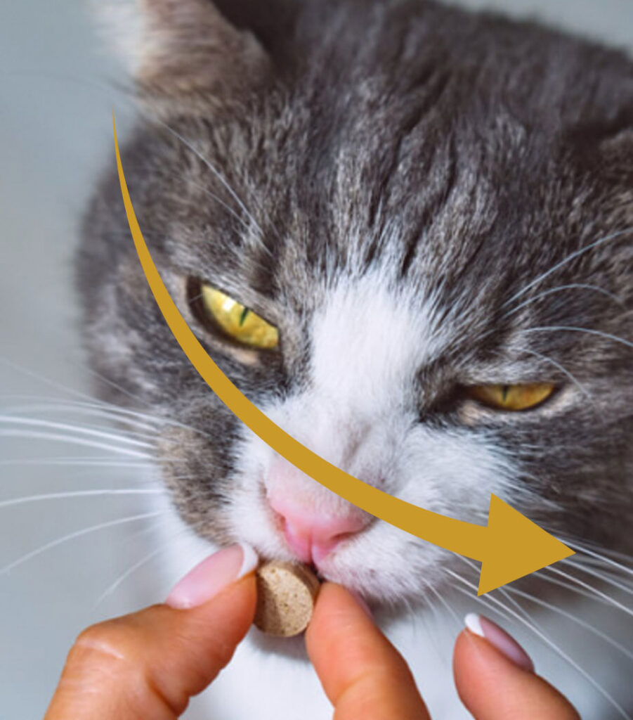 Harmony- giving cat a PET | TAO Supplement